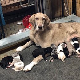 Assorted Doodle Crosses Puppies from Oodles of Kisses' Great DaNoodles