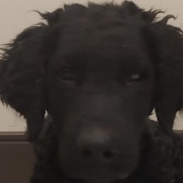 Curly-Coated Retrievers from Gorchest Kennel