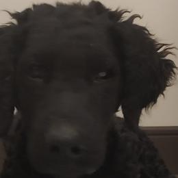 Curly-Coated Retrievers from Gorchest Kennel