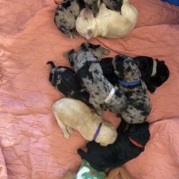 Goldendoodle Puppies from Goodyear golden doodles