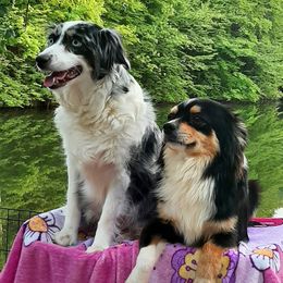 Toy Australian Shepherds and Yorkshire Terriers from Hickory Ridge Family Toy Aussies