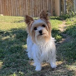 TeddyBear - Yorkshire Terrier