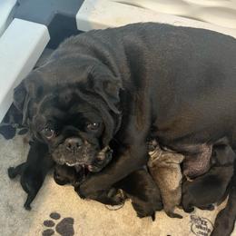 Black Girl 2 - Black female Pug puppy in Hemet, California from Greek God Pugs