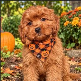 Jayla - Red female Cavapoo puppy in Tucson, Arizona from Adored Poodle & Doodles