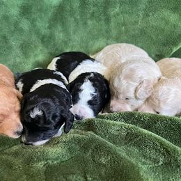 Poodles from Randall’s Poodles