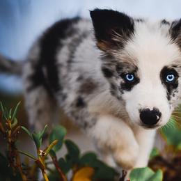 Border Collie and Maremma Sheepdog Puppies from 2J 2K Border Collies
