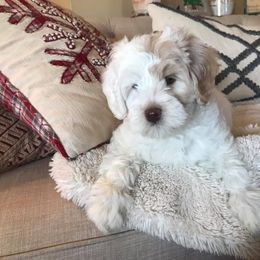 Australian Labradoodle Puppies from Greystone Australian Labradoodles