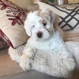Australian Labradoodle Puppies from Greystone Australian Labradoodles