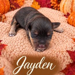 Jayden - Liver male Miniature Schnauzer puppy in Sylvania, Georgia from Southern Sky Miniature Schnauzers