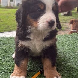 Bernese Mountain Dog Puppies from Emma-Mada's Old Thyme Berners