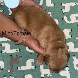 Hold onto your hat- Hattie - Dark golden female Golden Retriever puppy in Gainesville, Florida from Heart and Soul Dog Breeding, Inc.