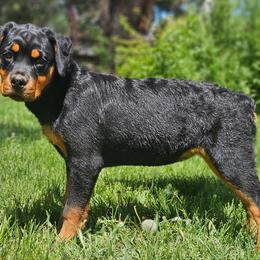 Cane Corso and Rottweiler Puppies from Hildegarde Kennels