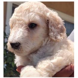 Goldendoodle Puppies from Todd Family Homestead