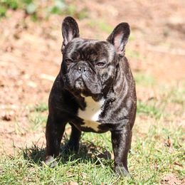 Mylo - French Bulldog