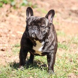 Mylo - French Bulldog