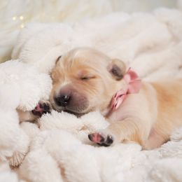 Golden Retriever, Miniature American Shepherd, and Siberian Husky Puppies from HuskiesAndGoldensWithFinesse