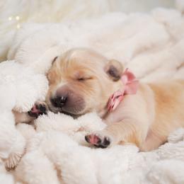 Golden Retriever, Miniature American Shepherd, and Siberian Husky Puppies from HuskiesAndGoldensWithFinesse