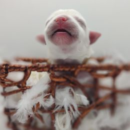 Companion Cross, Maltese, and Maltipoo Puppies from Seeking Shalom Acres Maltese, Maltipoos & Havamalts