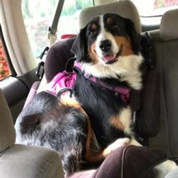 Topaz - Australian Shepherd