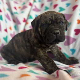 Green collar - Black brindle female Cane Corso puppy in Tucson, Arizona from Cane Corso Friends