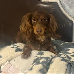 Lily - Dachshund