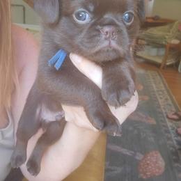 Little boy blue - Brown male Brussels Griffon puppy in Welch, Minnesota from Baringer Brussels