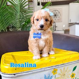 Rosalina - Red female Bernedoodle puppy in West Haven, Utah from Split Mountain Doodles