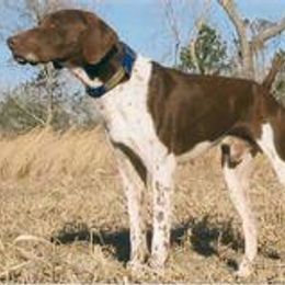 German Shorthaired Pointer All Grown Up from Shining Star GSP's