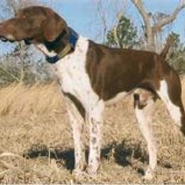 German Shorthaired Pointer All Grown Up from Shining Star GSP's