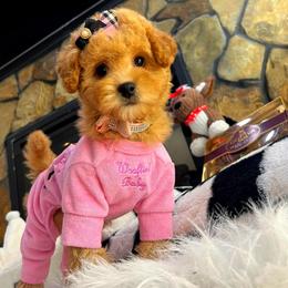 Daisy - Apricot female Maltipoo puppy in Sugar Land, Texas from Celebrity Maltipoos