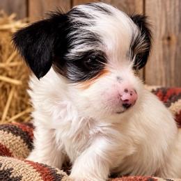 Jesse - Parti male Yorkshire Terrier puppy in Goode, Virginia from Glass Hill Yorkies