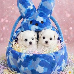 Shichon and Shih Tzu Puppies from Angie’s Teddy Bear Puppies Minnesota