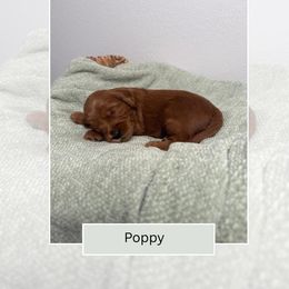 Poppy - Red  male Goldendoodle puppy in Las Vegas, Nevada from Bridges Goldendoodles