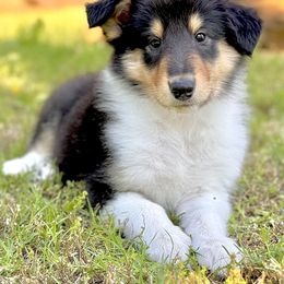 Collie Puppies from EverHeart Collies