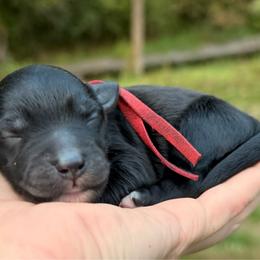 Wednesday - Black and white female Aussiedoodle puppy in Mulino, Oregon from Korbella Farm
