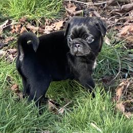 Boy 3 - Black male Pug puppy in Gold Bar, Washington from PNW Pugs