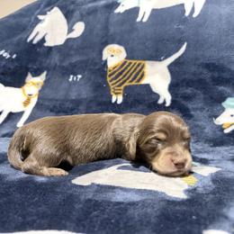 Dachshund Puppies from Oscar Meyer’s Weenies