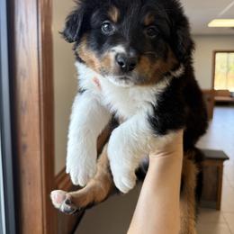 Knight - Black tri male Miniature Australian Shepherd puppy in Mount Airy, Georgia from North Georgia Gems