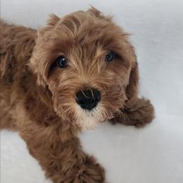 Rocco - Red male Cavapoo puppy in Mission, Texas from Sharyland Pets