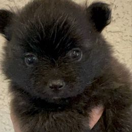 Samantha - Brindle female Pomeranian puppy in Las Vegas, Nevada from SuperNova  & Mystic Magic Pomeranians