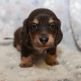 Timmy - Black and cream male Dachshund puppy in Indiantown, Florida from Turquoise River Minature Dachshunds