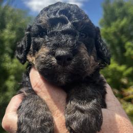 Girl 2 - Black white and tan female Springerdoodle puppy in Sterling, Michigan from Springerdoodles In MI