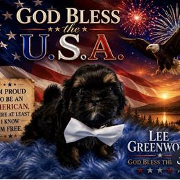 King Magnus - Black and tan male Shih Tzu puppy in Columbia, Kentucky from Lisa Bandy Luxe Shih Tzu