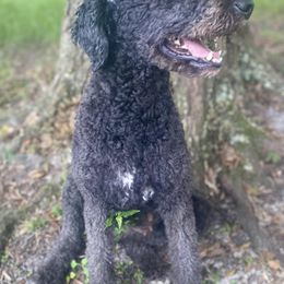 Bernedoodles from Brown’s Bernedoodles