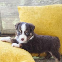 Boy 3 - Red tri male Toy Australian Shepherd puppy in Missouri from MadCat Toy Aussies