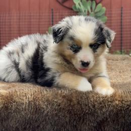 Pascal - Blue merle male Miniature Australian Shepherd puppy in Williamson County, Texas from Raising Star Ranch Toy and Mini Aussies