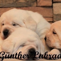 Labrador Retriever Puppies from Günther Labradors