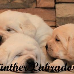 Labrador Retriever Puppies from Günther Labradors