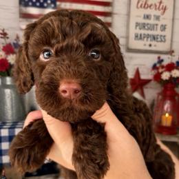 Yellow collar - Chocolate female Goldendoodle puppy in Christiana, Tennessee from Rechlicz Family Doodles
