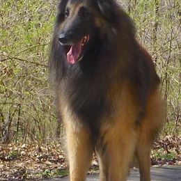 Belgian Tervuren from Hijinks